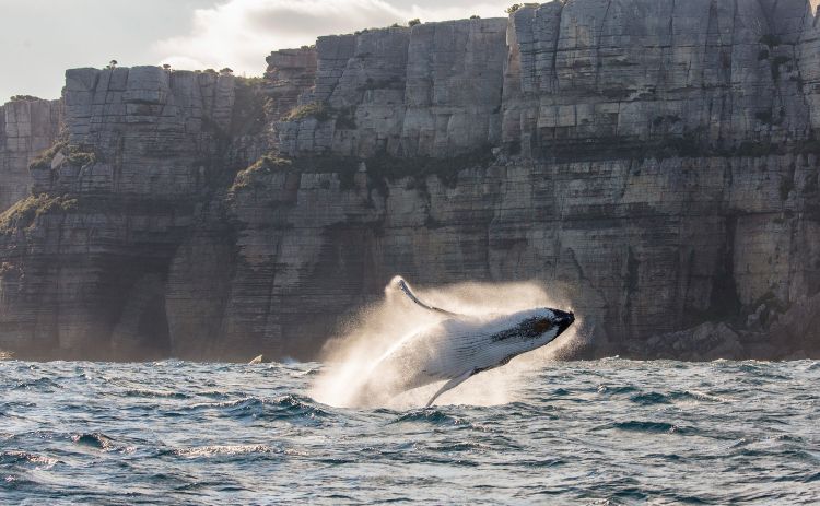 Whale jumping in Sydney