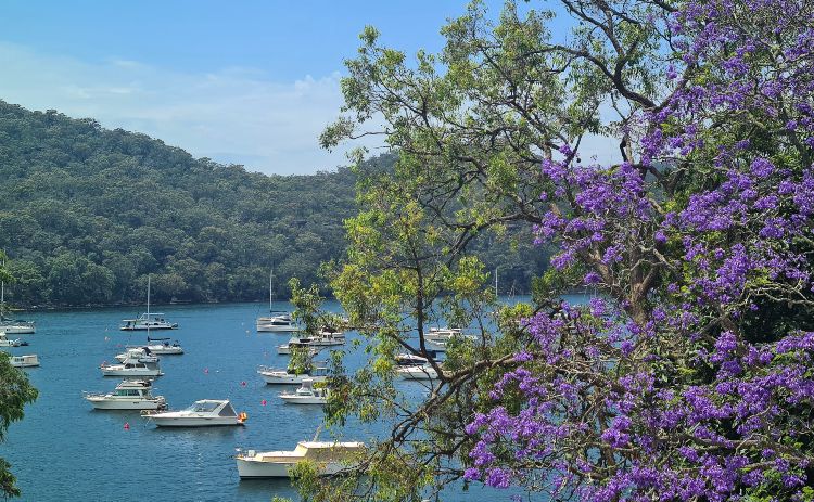 Lavenders in bloom at Cottage Point Pittwater 