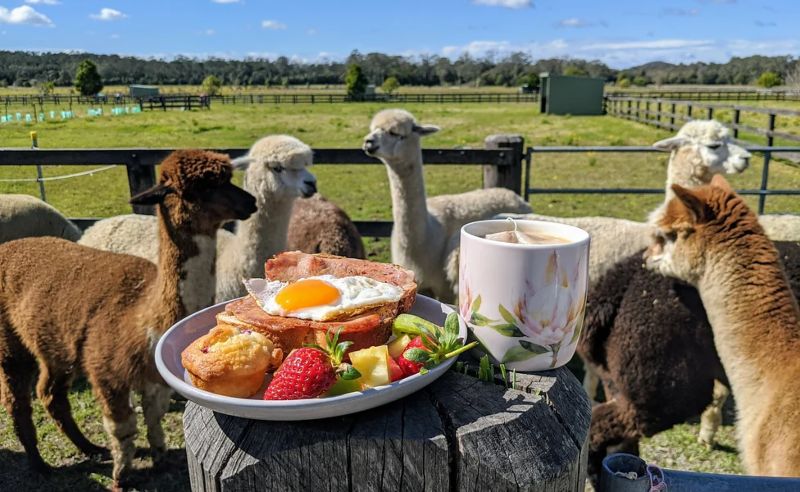 Breakfast with the Alpacas
