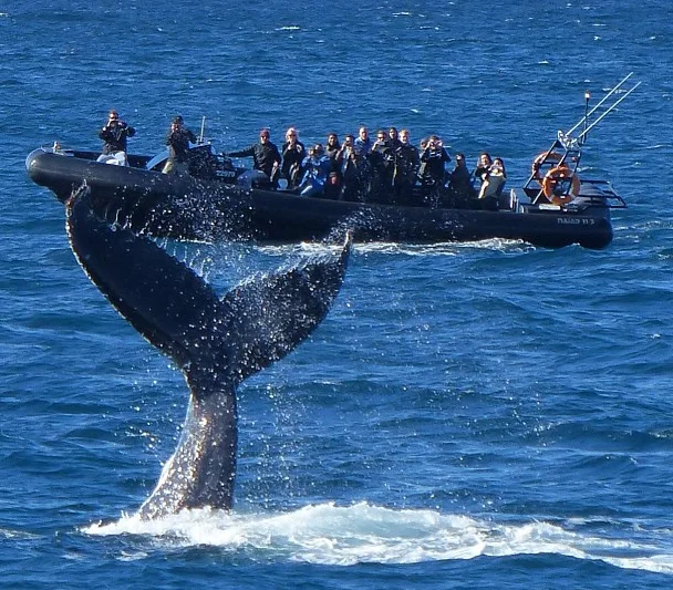 Ocean Extreme Whale Watching 
