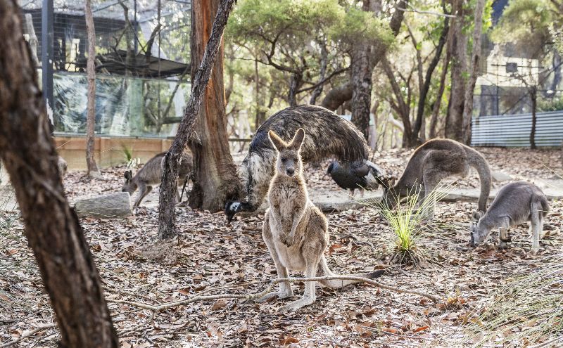 Australia Walkabout Wildlife Park Calga