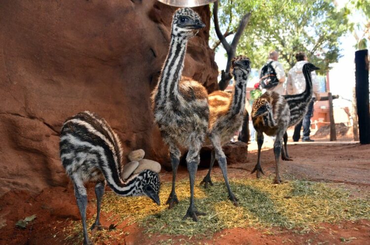 baby emus at Wild Life Sydney