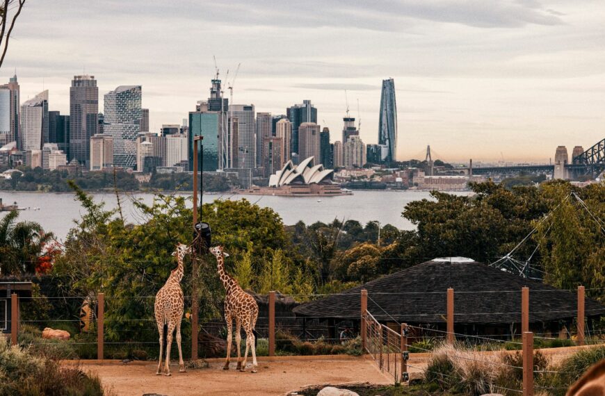 Resident giraffes at Taronga Zoo, Mosman in Sydney.