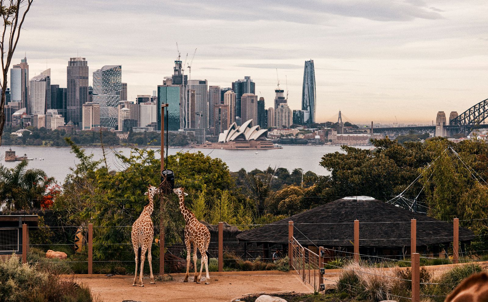 Resident giraffes at Taronga Zoo, Mosman in Sydney.