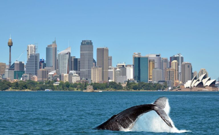Spotting a whale tail in Sydney Harbour is not unheard of