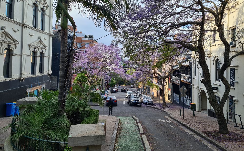 Jacaranda in bloom in a Darlinghurst street in Sydney