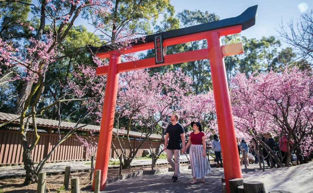 Couple enjoying a day at the Cherry Blossom Festival 2018 in Auburn Botanic Gardens, Sydney.