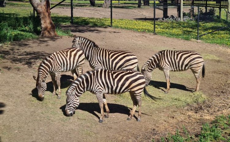 Dubbo Zoo Zebras 
