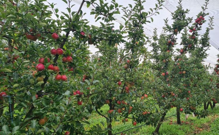 apple trees in Bilpin