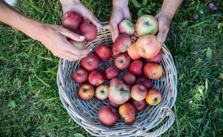 Apple picking Credit: Destination NSW