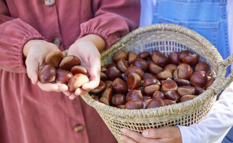 Girl holding Freshly picked chestnuts at Nutwood Farm, Mount Irvine. 