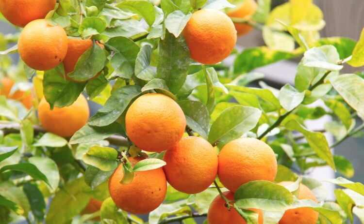 Oranges on tree 