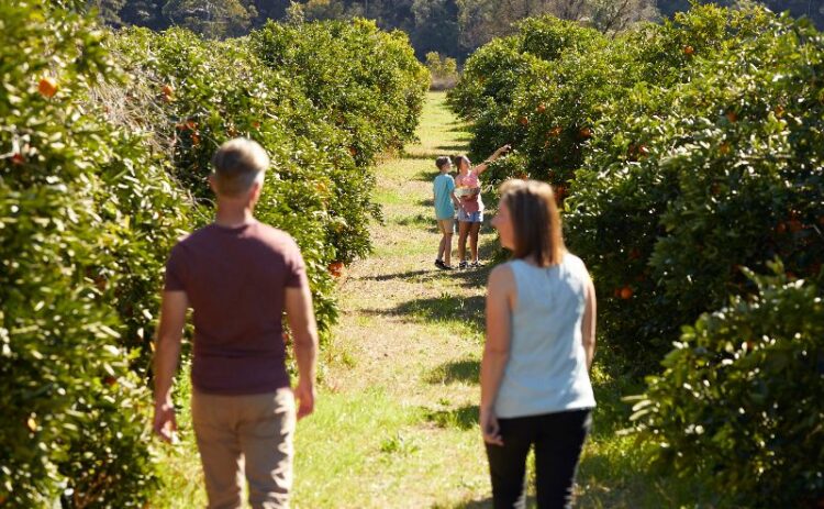 Enjoying a day of fruit picking at Anderson Farm in the Hawkesbury Valley. Credit: Destination NSW