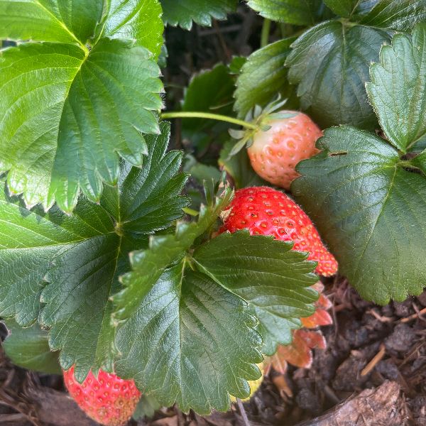 strawberries almost ready to pick 