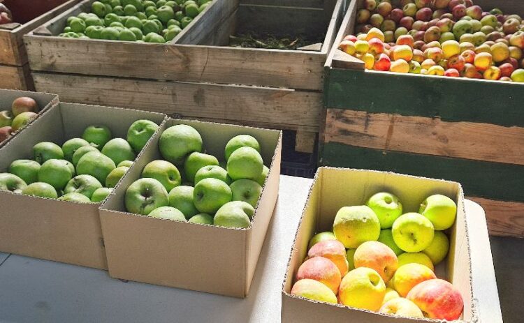 boxes of fresh apples in Bilpin