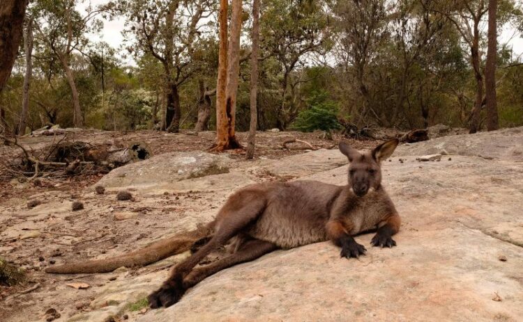 Kangaroo at Walkabout Wildlife Park