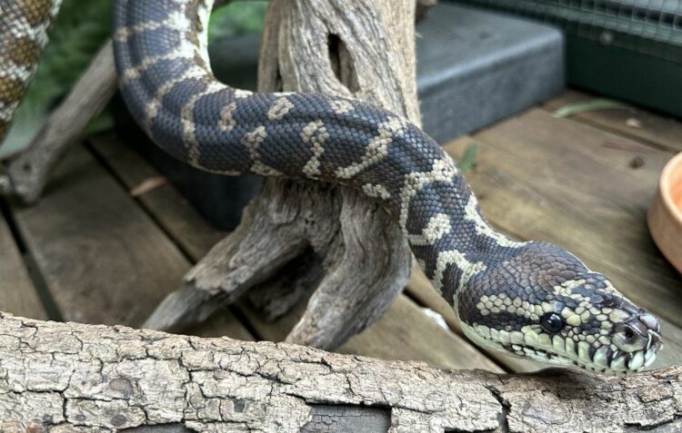 Meet a snake at Darling Harbours Year of the Snake celebrations