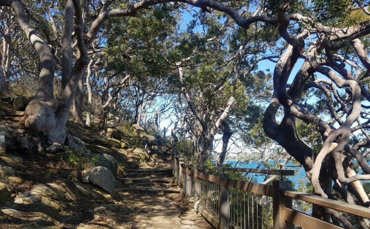 Taronga Wharf walking track to Bradleys Head