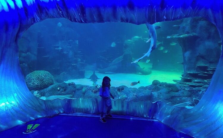 Sealife Sydney with a little girl looking at sharks