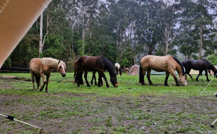 Horses by the tent