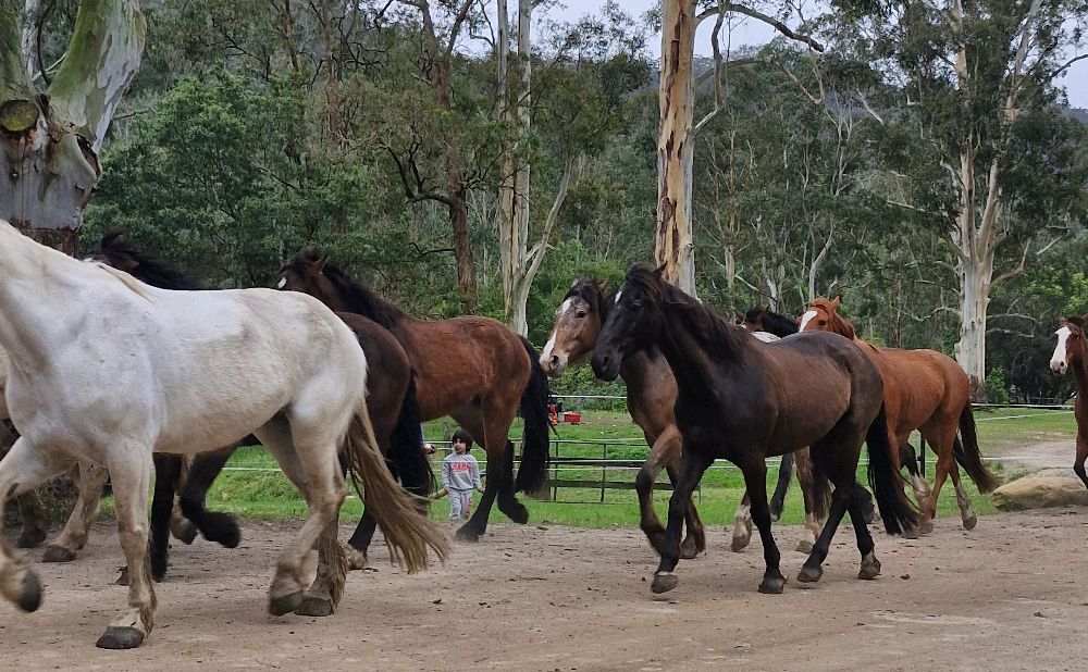 running of the horses glenworth