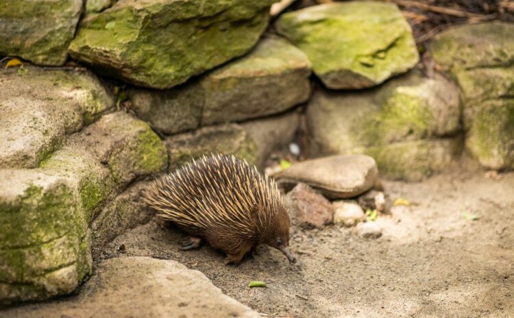 Echidna at Featherdale