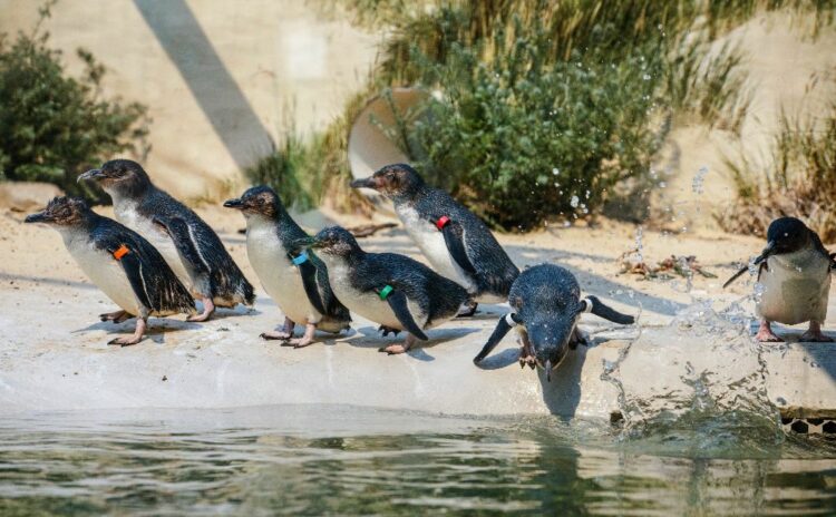 The little penguin aquarium exhibit at Sydney Zoo, Credit: Destination NSW