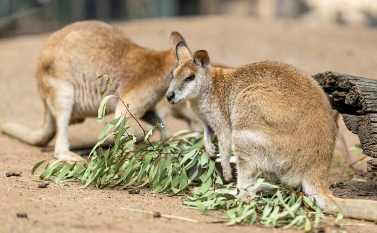 Kangaroos at Featherdale 