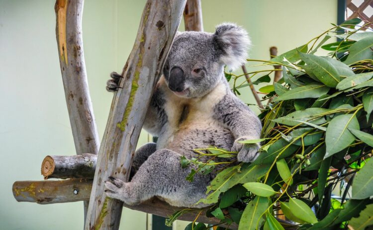 featherdale koala sydney