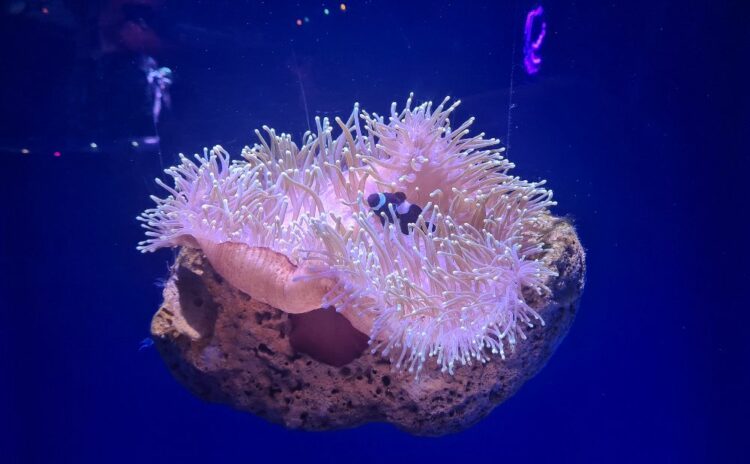 sea life at Sydney acquarium