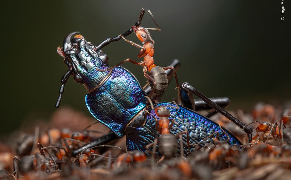 2025 Category Winner by Justin Gilligan,  Wildlife Photography of the Year