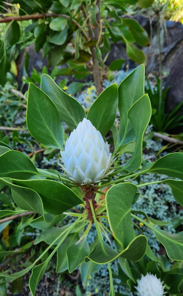 King Protea at Mount Tomah Botanic Garden