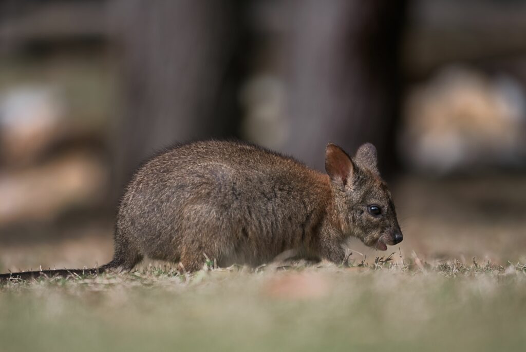 Australian marsupial