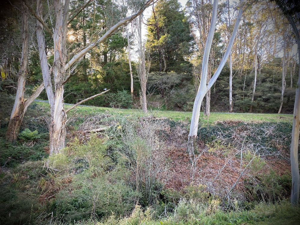 The Gully an ecologically and culturally sensitive place declared an Aboriginal Place in 2002.