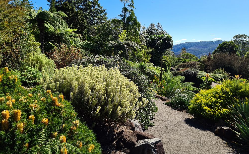 Tree ferns, banskias and other native plants at Mount Tomah Botanic Garden a good place to start your aboriginal experience in the Blue Mountains