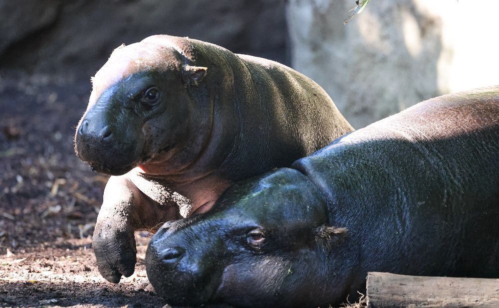 New arrivals at Taronga Zoo
