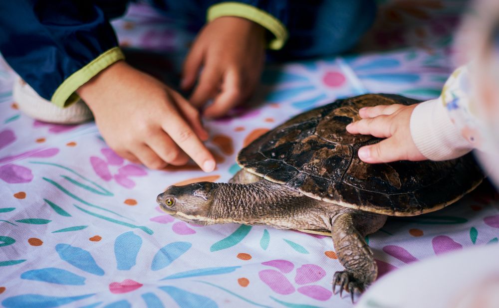 Turtle at House Canteen school holidays event