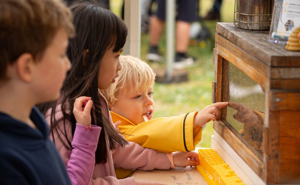 Children looking at bees in a hive 