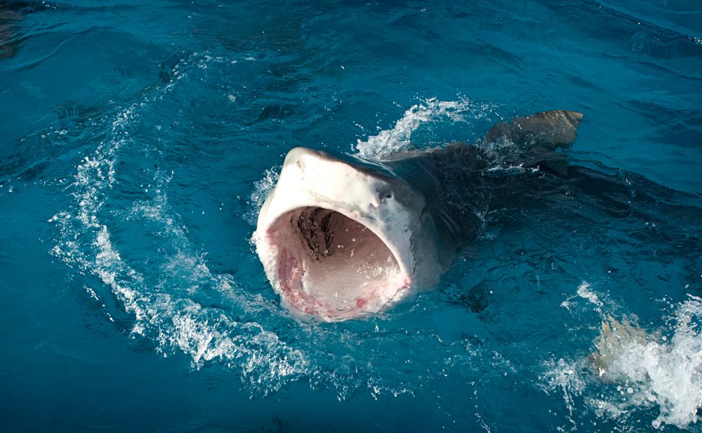 Shark in blue ocean waters with mouth wide open