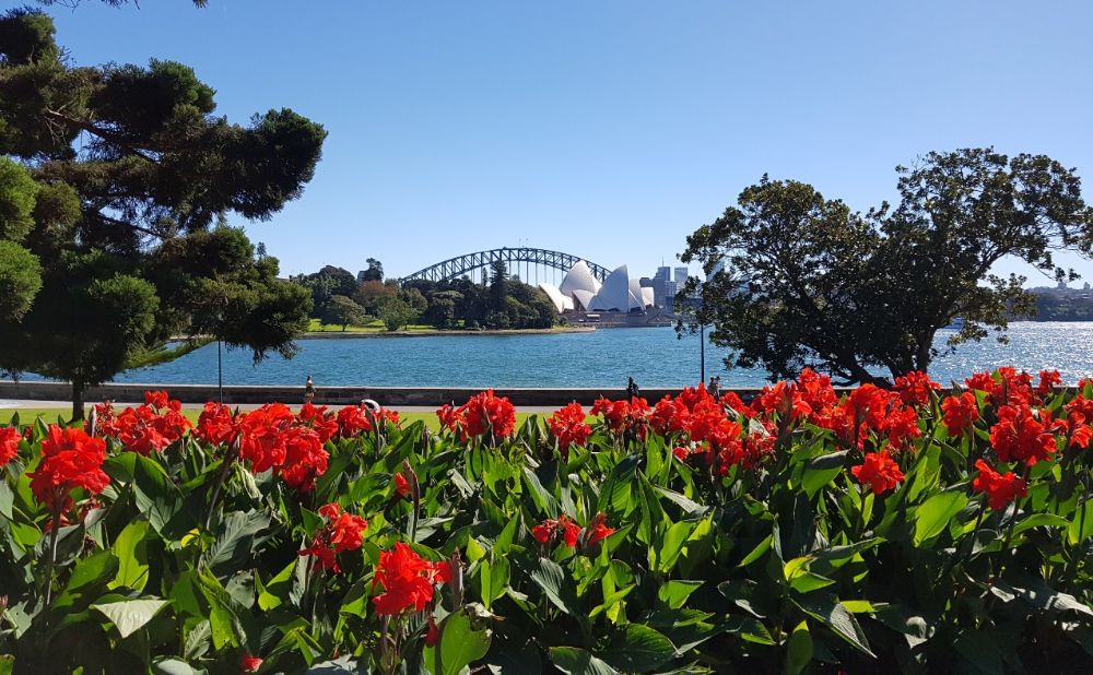 Royal Botanic Gardens red lillies and opera house view