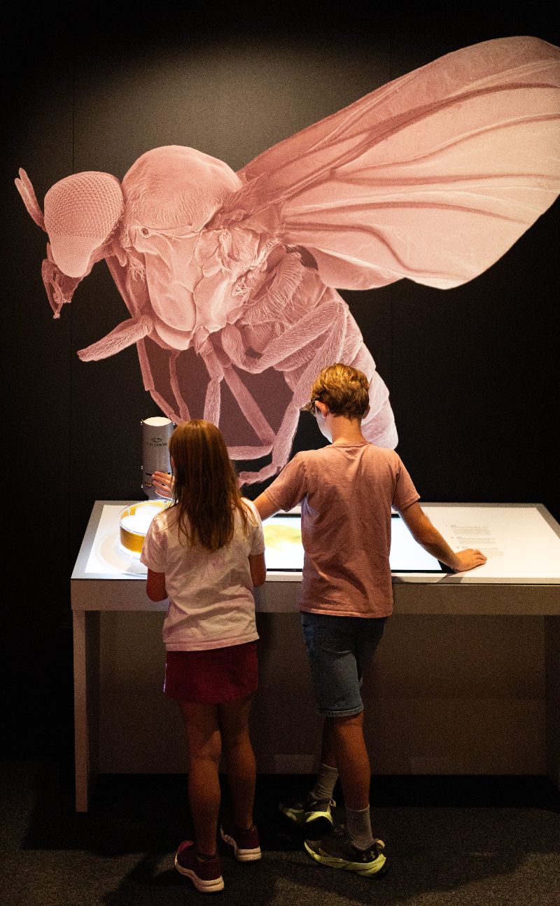 Bloodsuckers Nature's Vampires exhibition at the Australian Museum Sydney