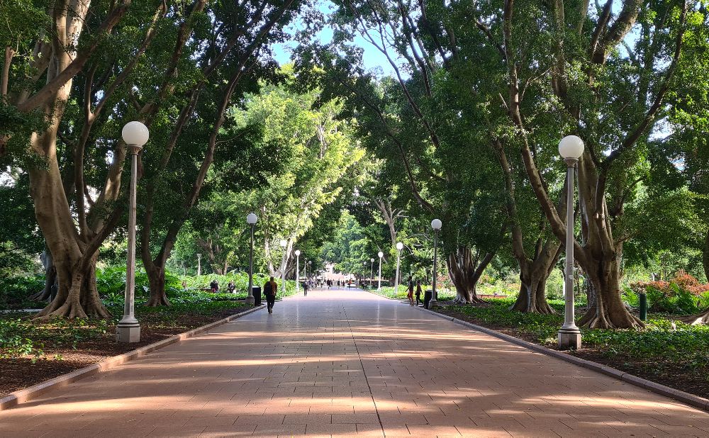 Hyde Park Sydney avenue Trees