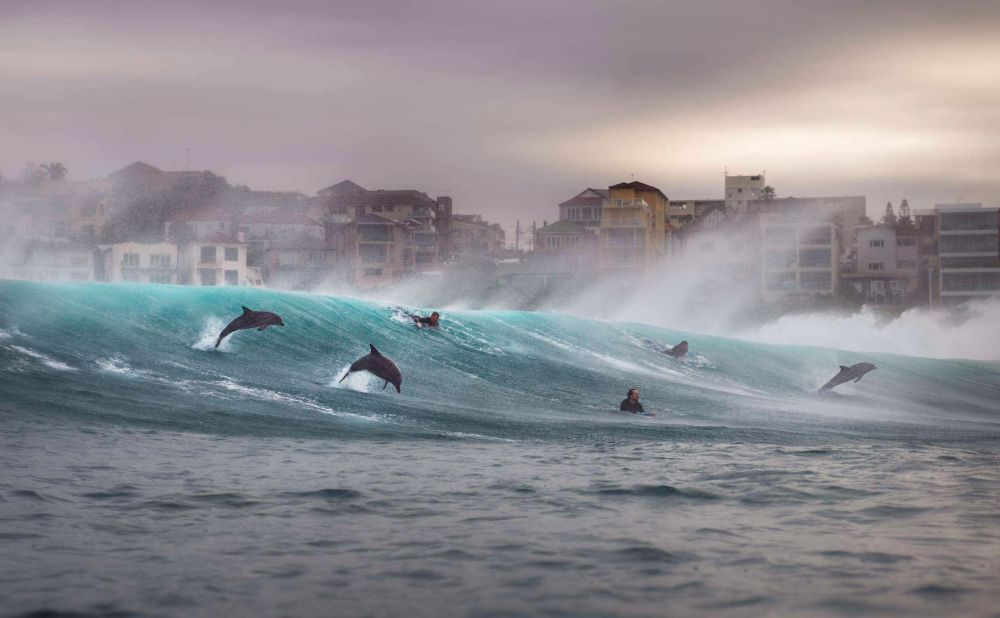 dolphins riding the waves in Sydney's eastern beaches