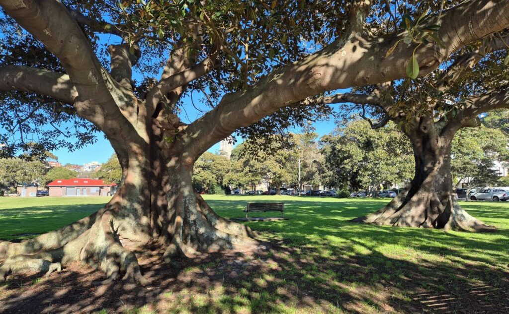 Morton Bay Figs in Double Bay's Steyne Park