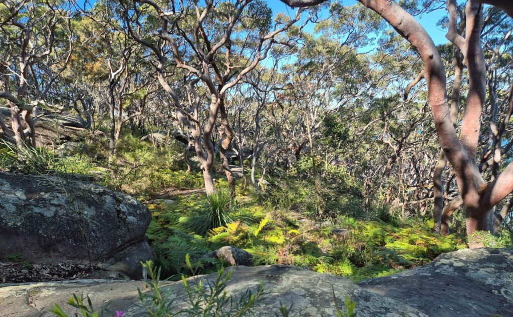 Spit to Manly track landscape