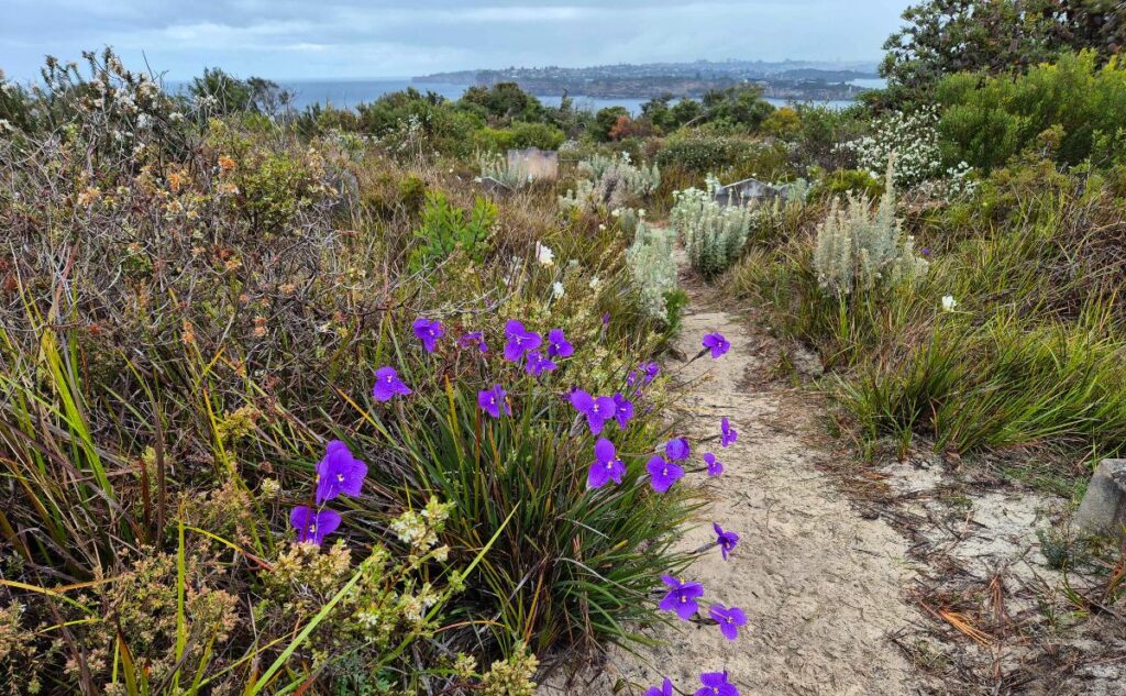 Wildflowers at North Head