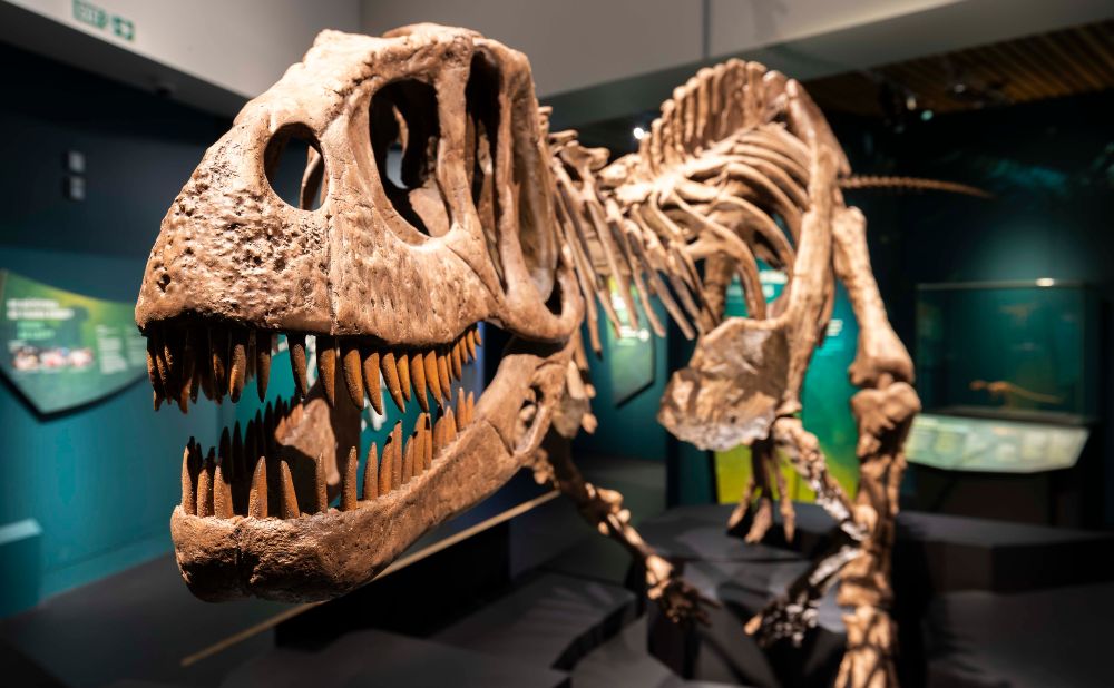 Te Papa Tongarewa Dino Exhibition 