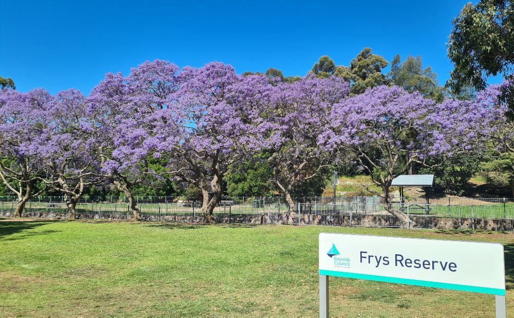Jacaranda trees in purple bloom at Frys Reserve in Kogarah, Sydney