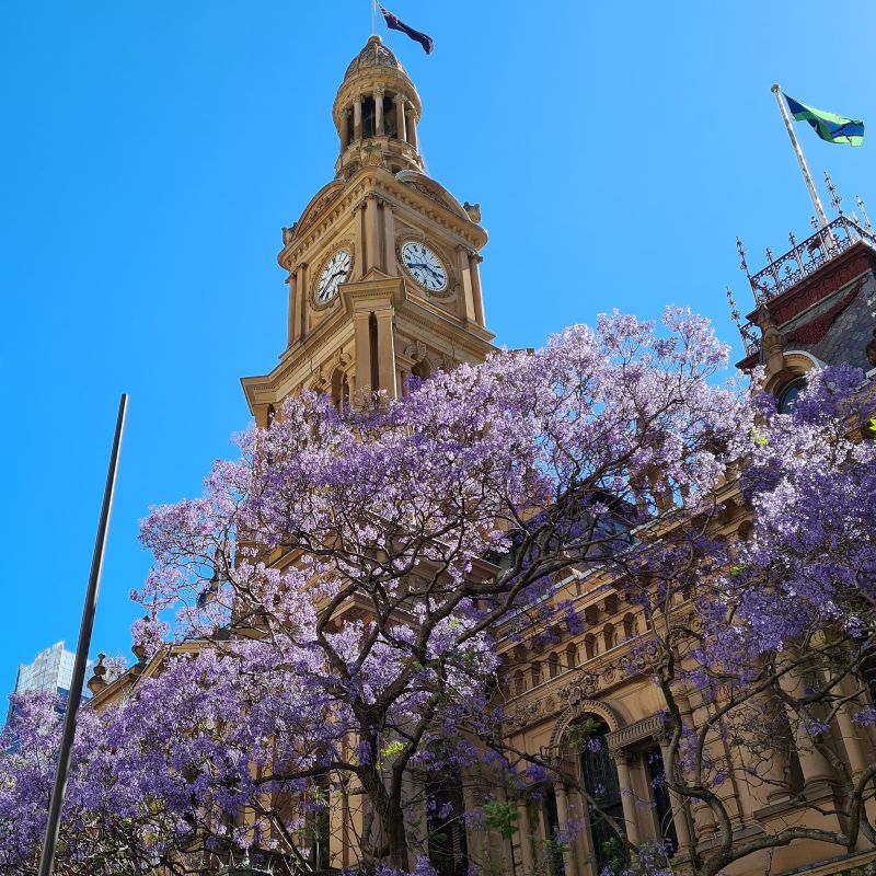 Jacaranda in flower at Sydney Town Hall in November