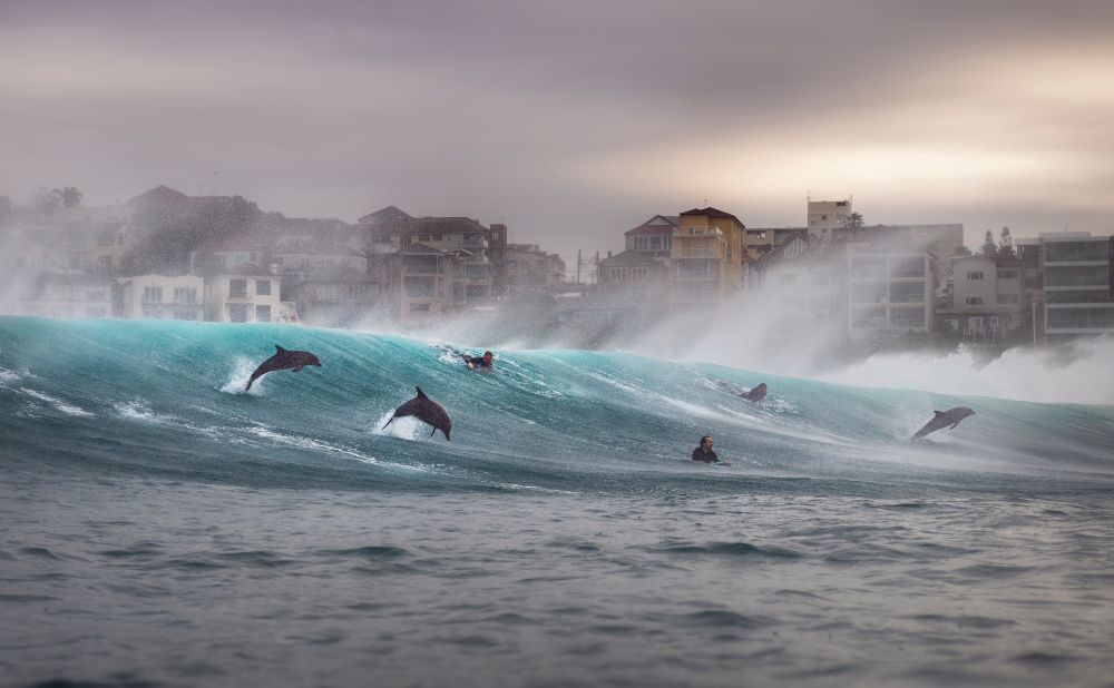 Dolphins in the surf in Sydney's eastern suburbs. Winner of the adventure category